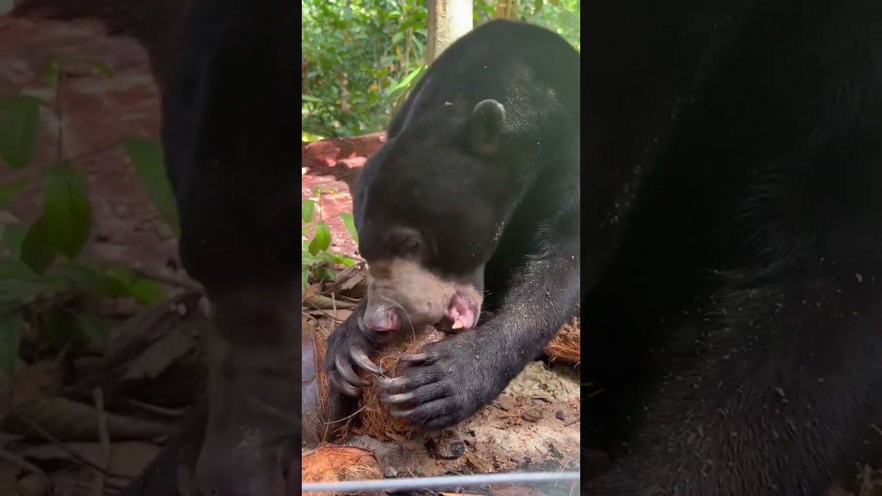 Joe shows how sun bears use their strong claws and teeth to break coconuts for water!