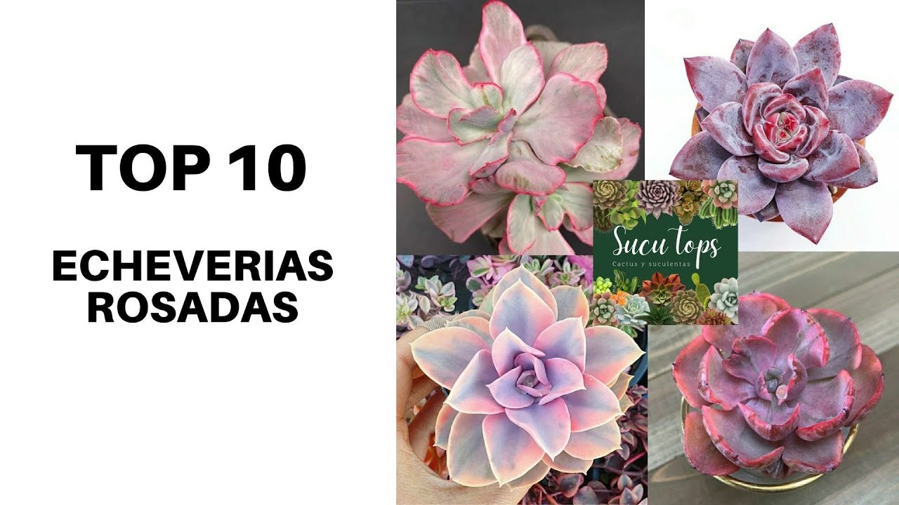 TOP 10 ECHEVERIAS ROSADAS
