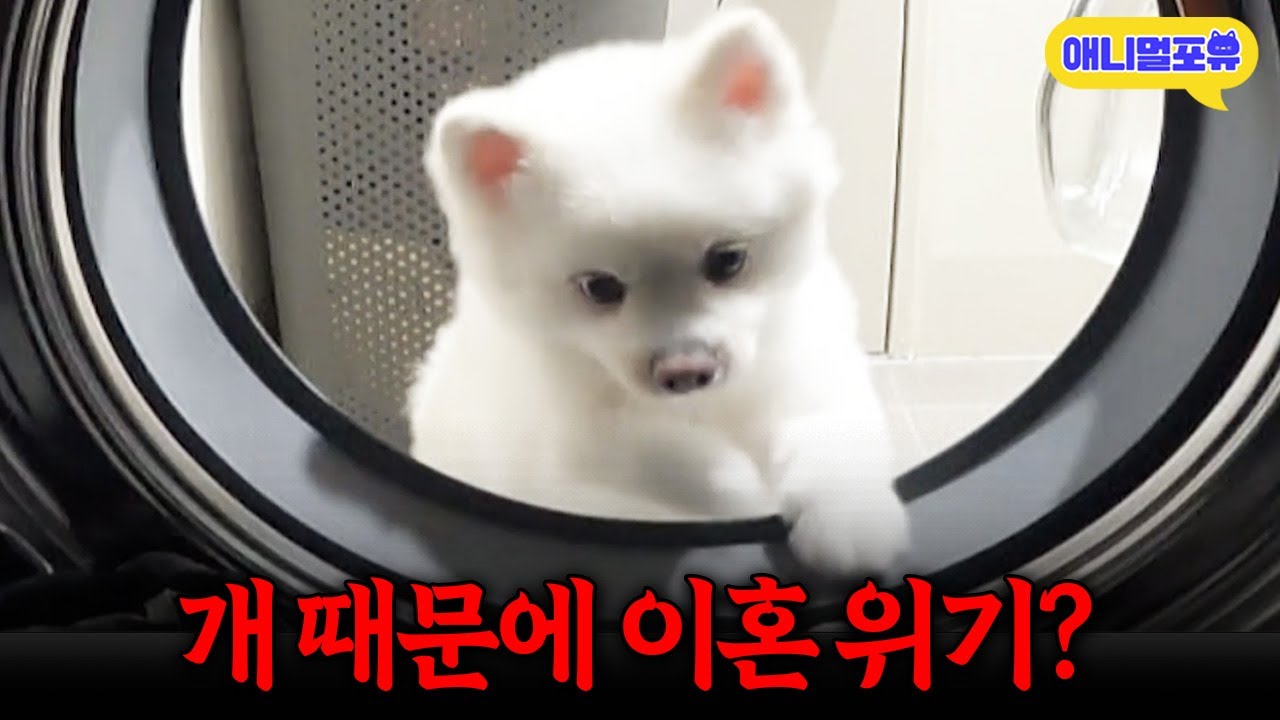 엄마만 무는 개 때문에 이혼 위기까지 처한 집 I KBS 개는 훌륭하다 230508 방송