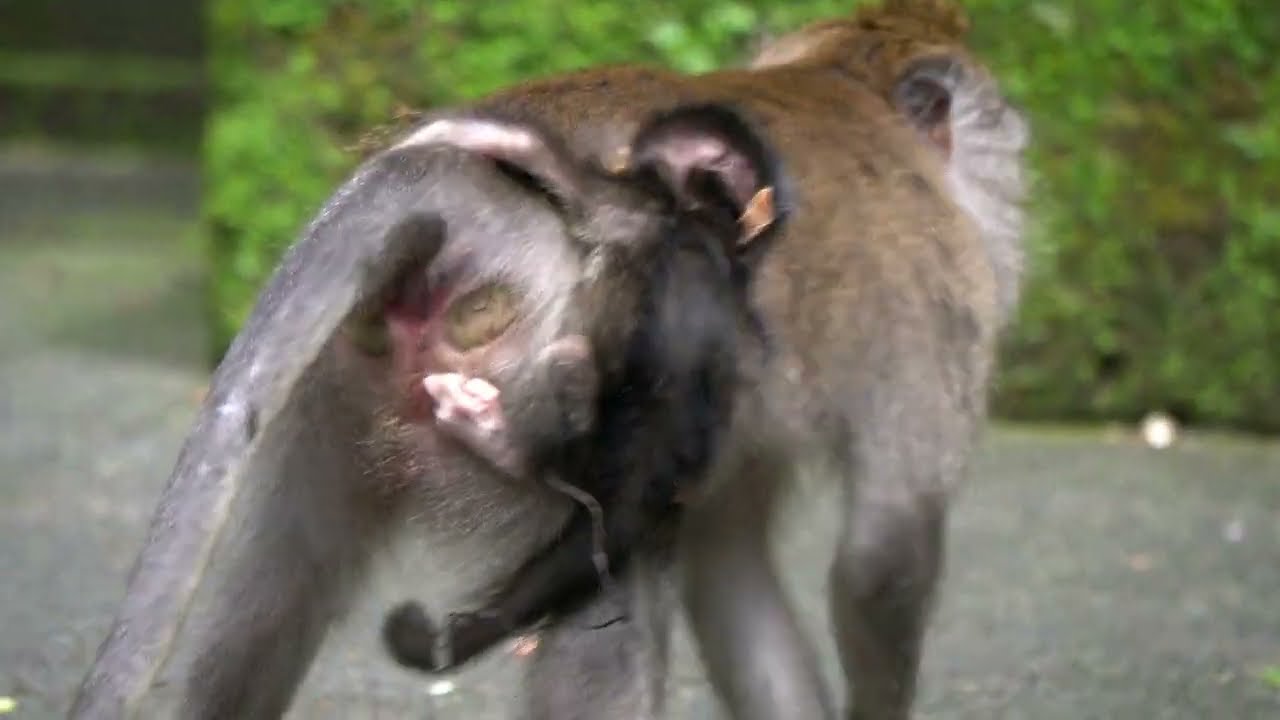 Жалость! Мать-обезьяна не дает молока своему детенышу #tuabangmonkey