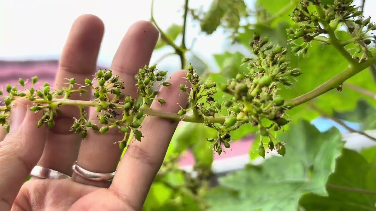 Hama thrips tanaman anggur membuat daun mengkerut daun kecil 