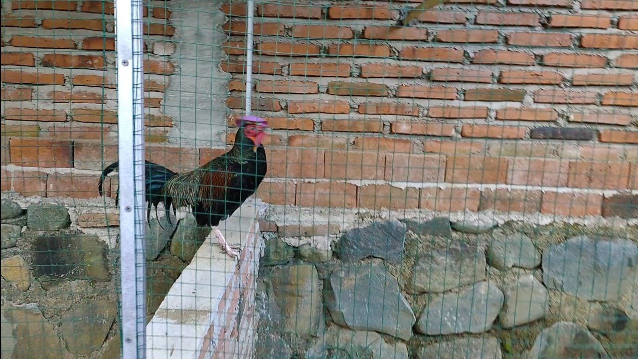 Pelepasan Ayam Hutan Hijau ke dalam kandang Semoga cepat beranak pinak