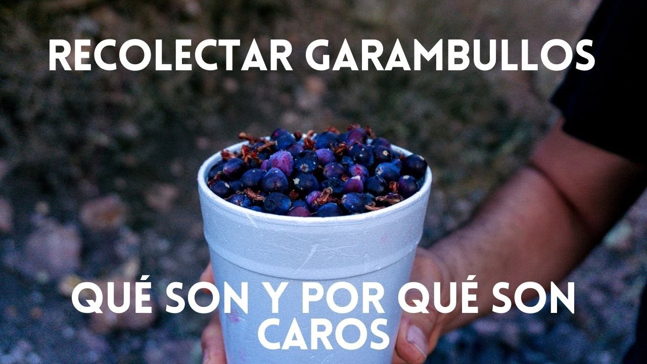 FRUTAS EXOTICAS DE MÉXICO//RECOLECTANDO GARAMBULLOS