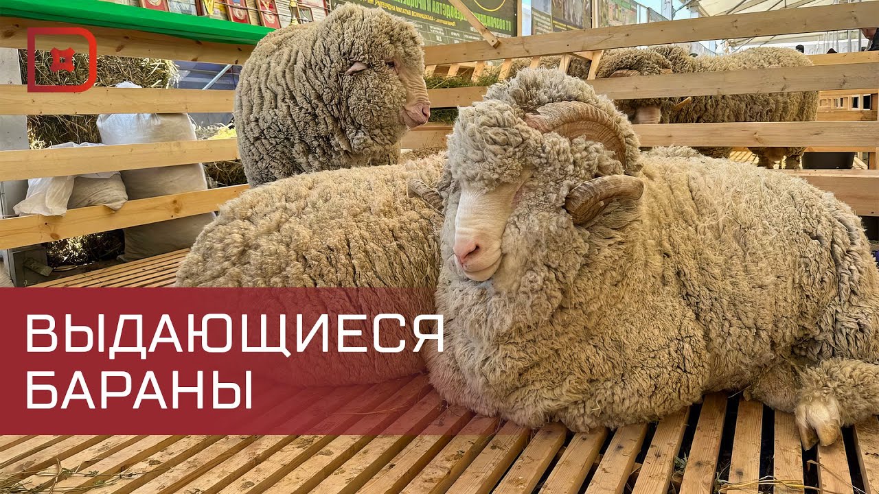 В Каспийске сегодня начала работу Всероссийская выставка племенных овец и коз