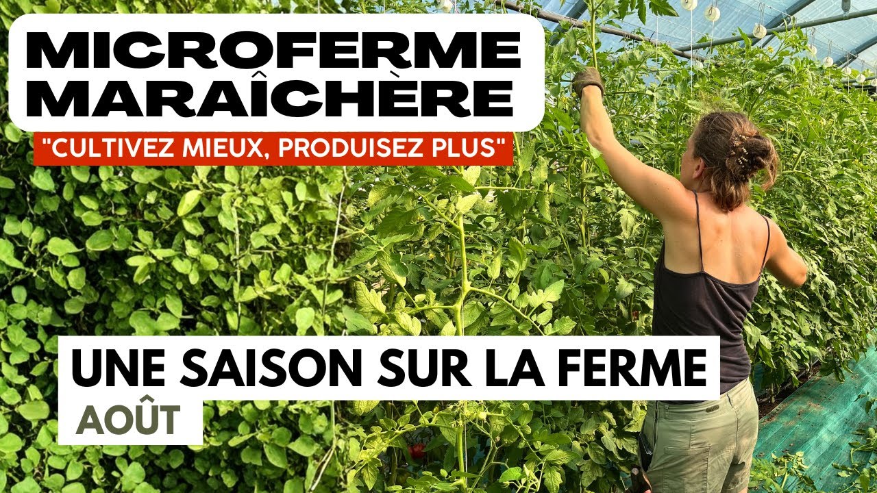 Une saison sur une microferme maraîchère : Août