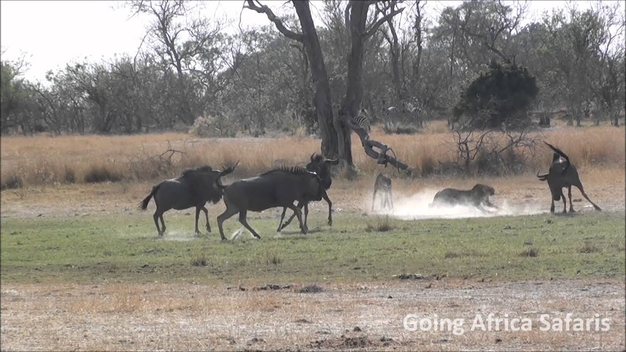 Wildebeests chase cheetahs in Moremi Game Reserve.wmv