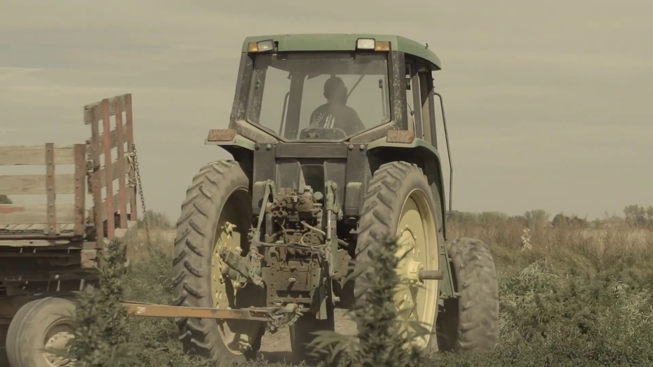 Large Scale Hemp Farm - Blue Forest Farms
