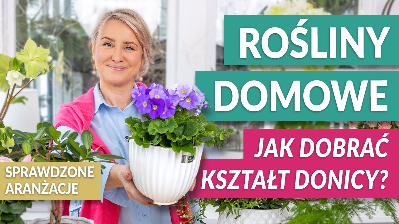 ROŚLINY DONICZKOWE. Jak dobrać kształt donicy do roślin domowych. Stylowe aranżacje | GREEN CANOE
