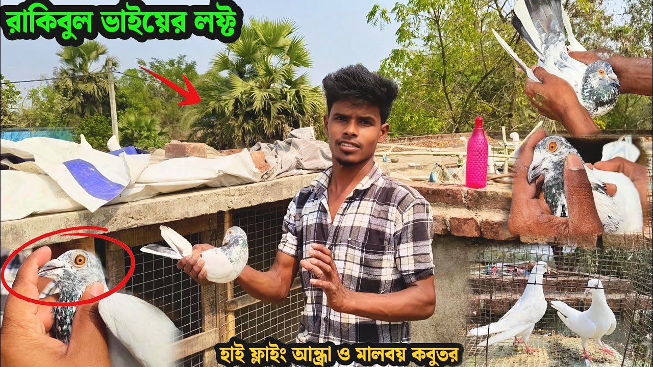 রাকিবুল ভাইয়ের পুরো লফ্ট | হাই ফ্লাইং আন্ধ্রা ও মালবয় কবুতর