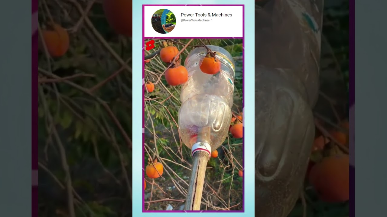 Make Fruit Picker Using Plastic Bottle | Super Fruit Picking Tool Adjustable | Plastic Bottle Hacks