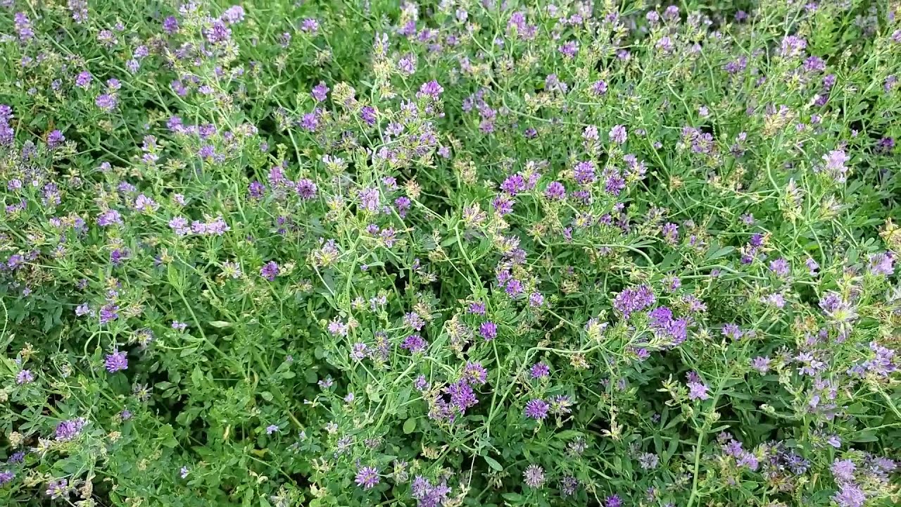 Busy Bees Buzzing Alfalfa Seed Production July 2021