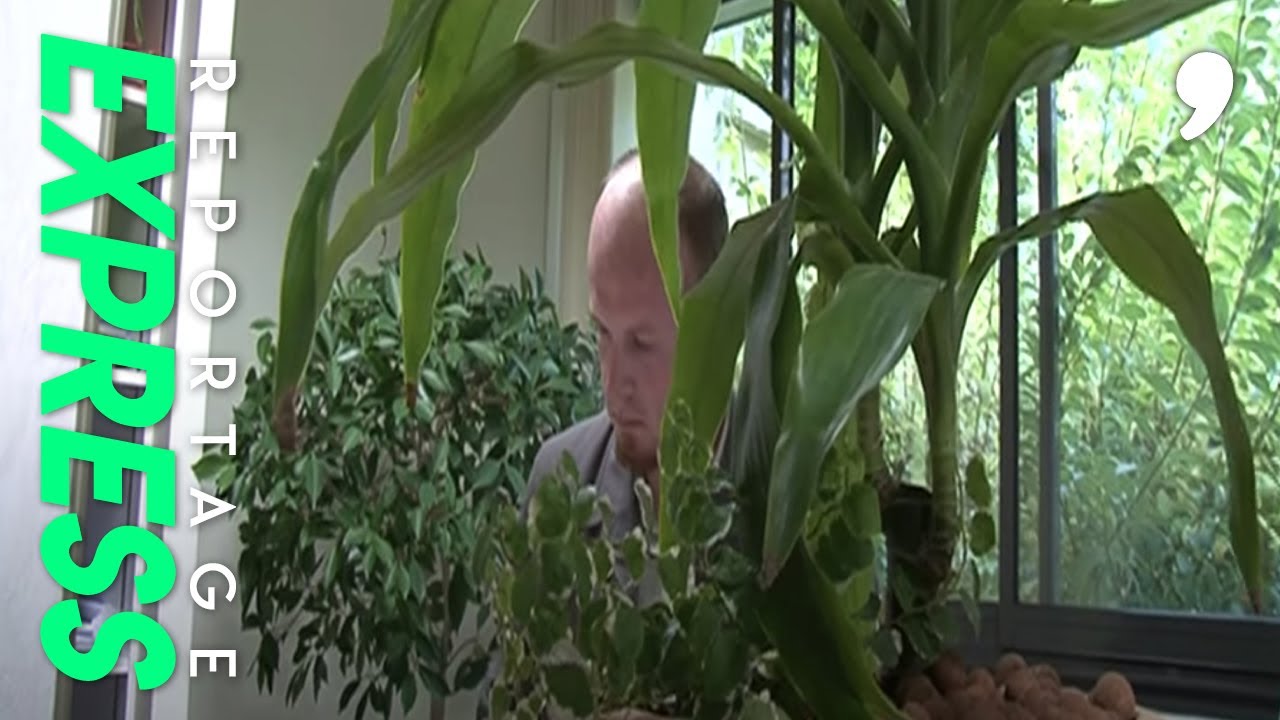 D&eacute;polluer son int&eacute;rieur par les plantes