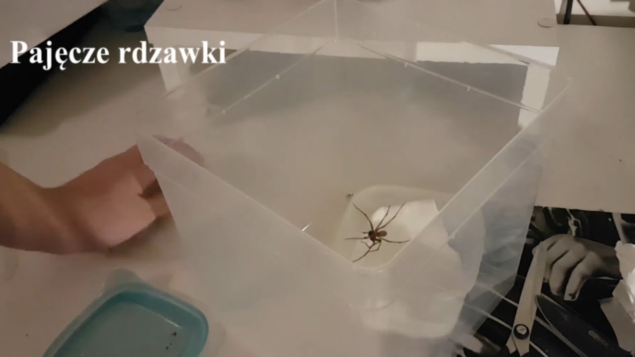 Unpacking oraz info gatunkowe European eratigena