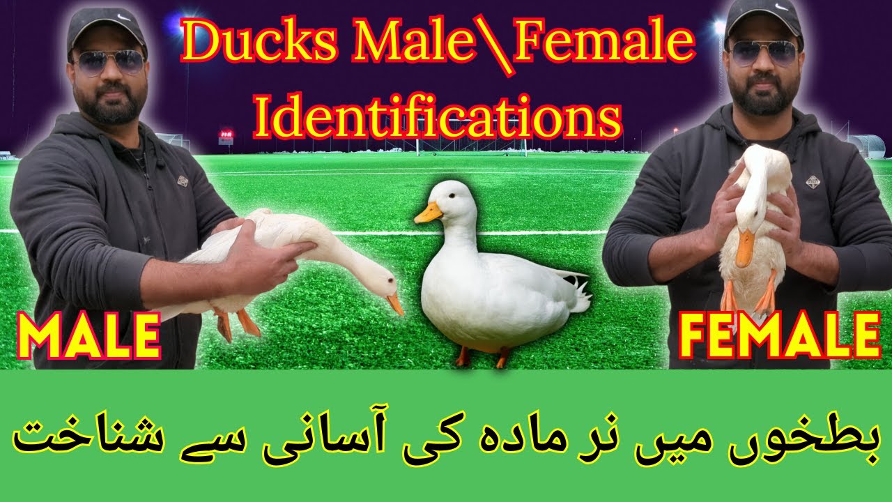 Ducks Male and Female Difference | Gender Identification in Urdu\hindi