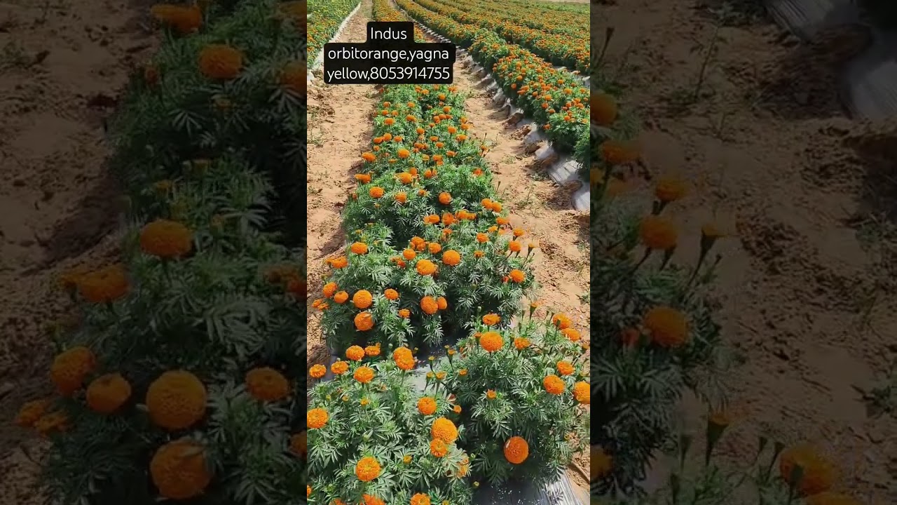 Best hybrid marigold verity with best yield #trend #flower #indus #orbit