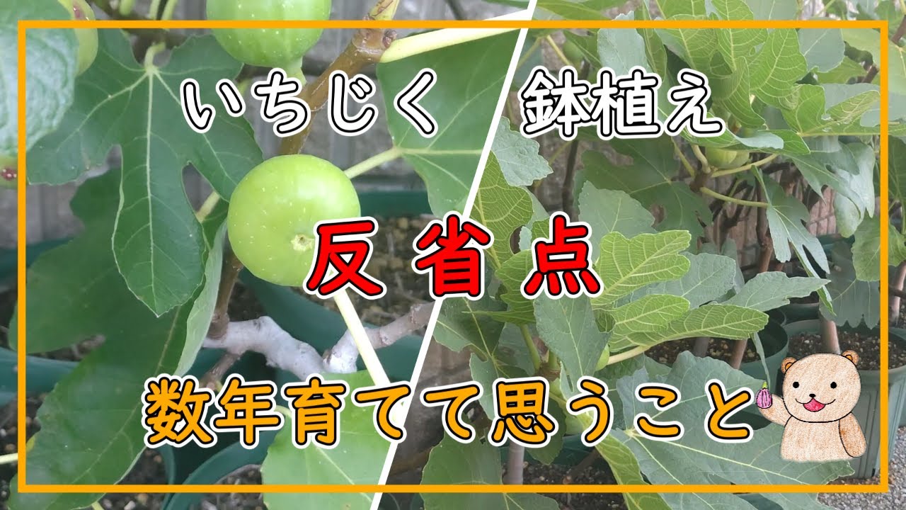 【いちじく】3年間育ててみての反省点！