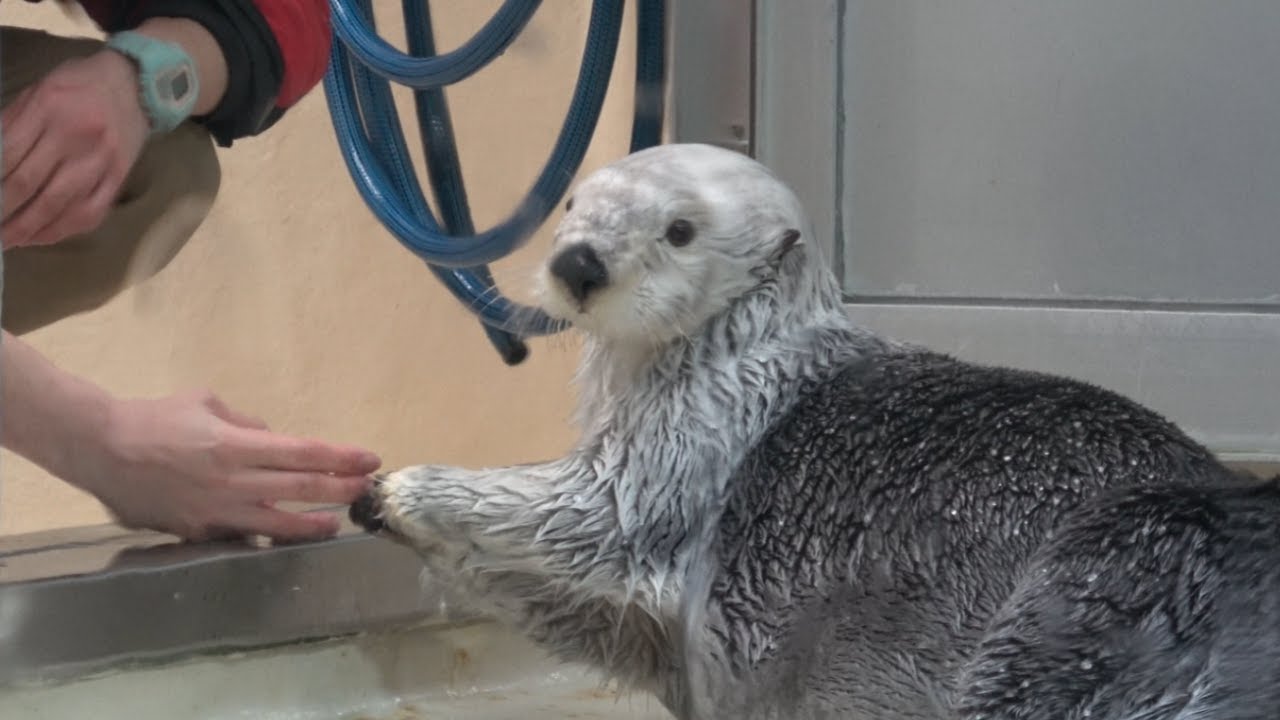 【ラッコ】メイちゃん飼育員さん大好き おやつもちょうだいね