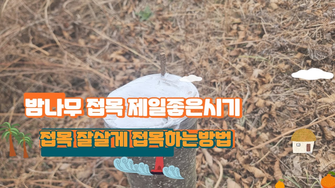 밤나무 접목 제일 좋은시기 접목 제일 잘살게 접목방법