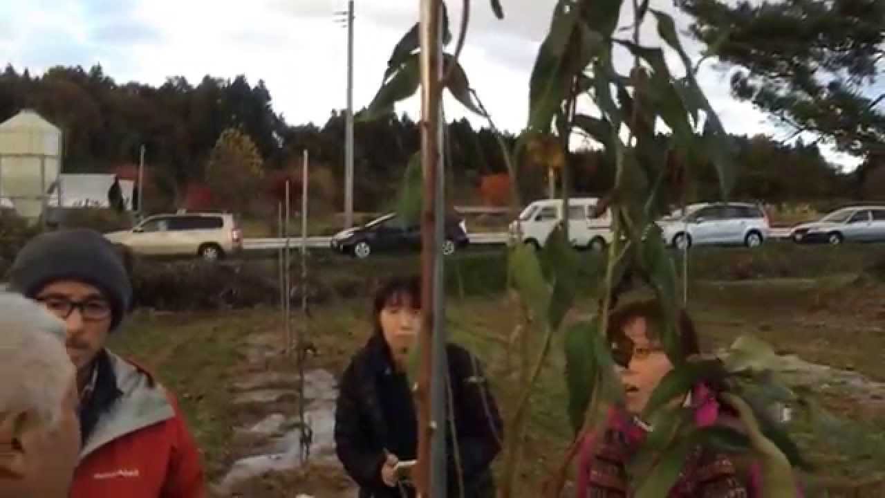 【自然剪定！】道法先生直伝！自然剪定術。苗木編！