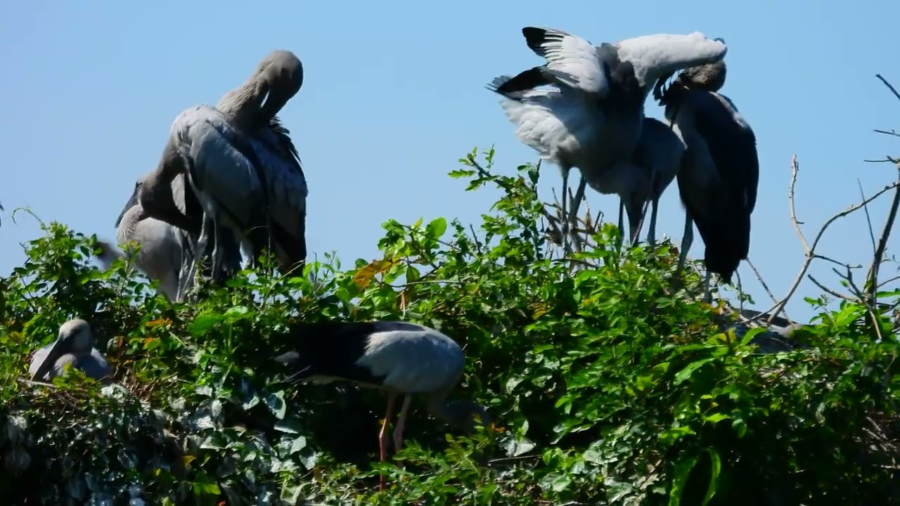 Documentary Of Geography Unlocking ! The Mystery Of Avian Sanctuary's Tree Visitors Story 0009