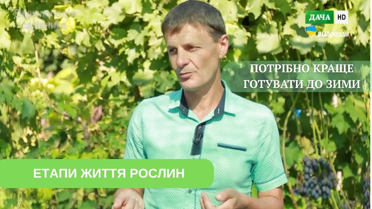 Вегетаційний період рослин. Як відрізняється догляд у різних фазах?