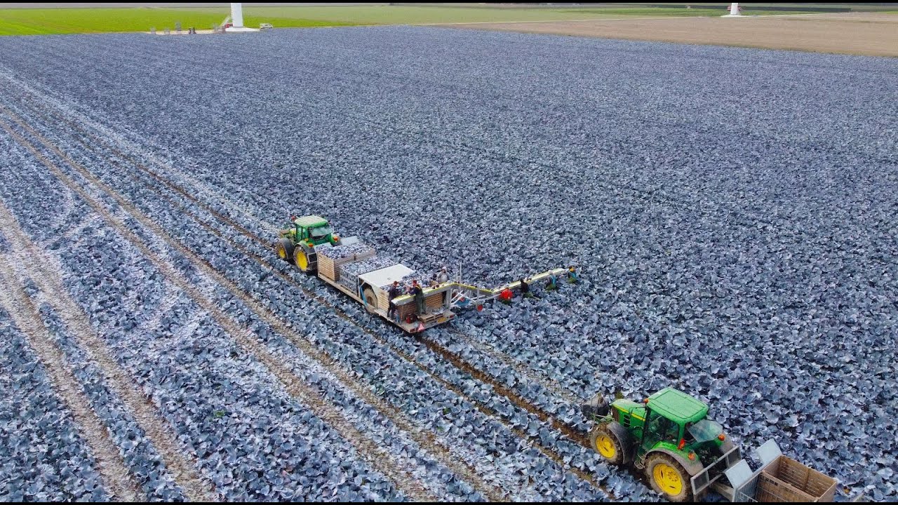 How to harvest cabbage | The Omega harvesting machine from Beets Aluminium Products