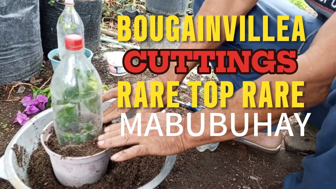 KAHIT RARE OR TOP RARE MABUBUHAY BOUGAINVILLEA CUTTINGS .