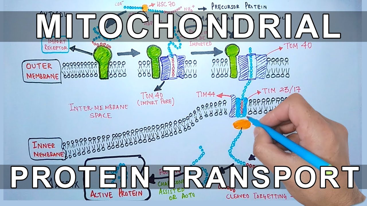 Protein Transport into Mitochondria