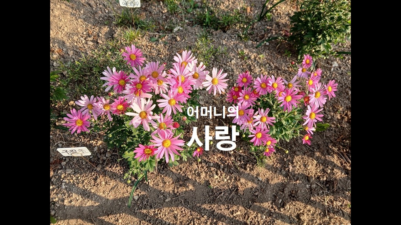 구절초 25