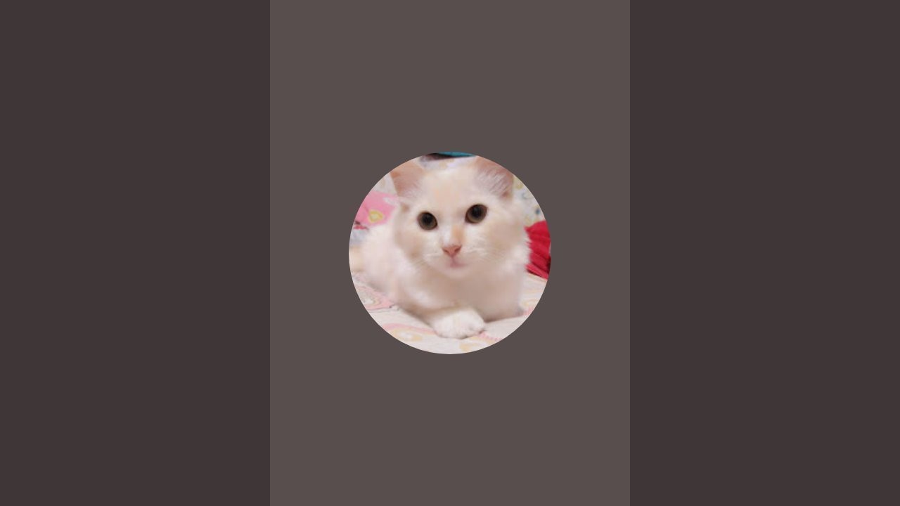 tingkah lucu kucing