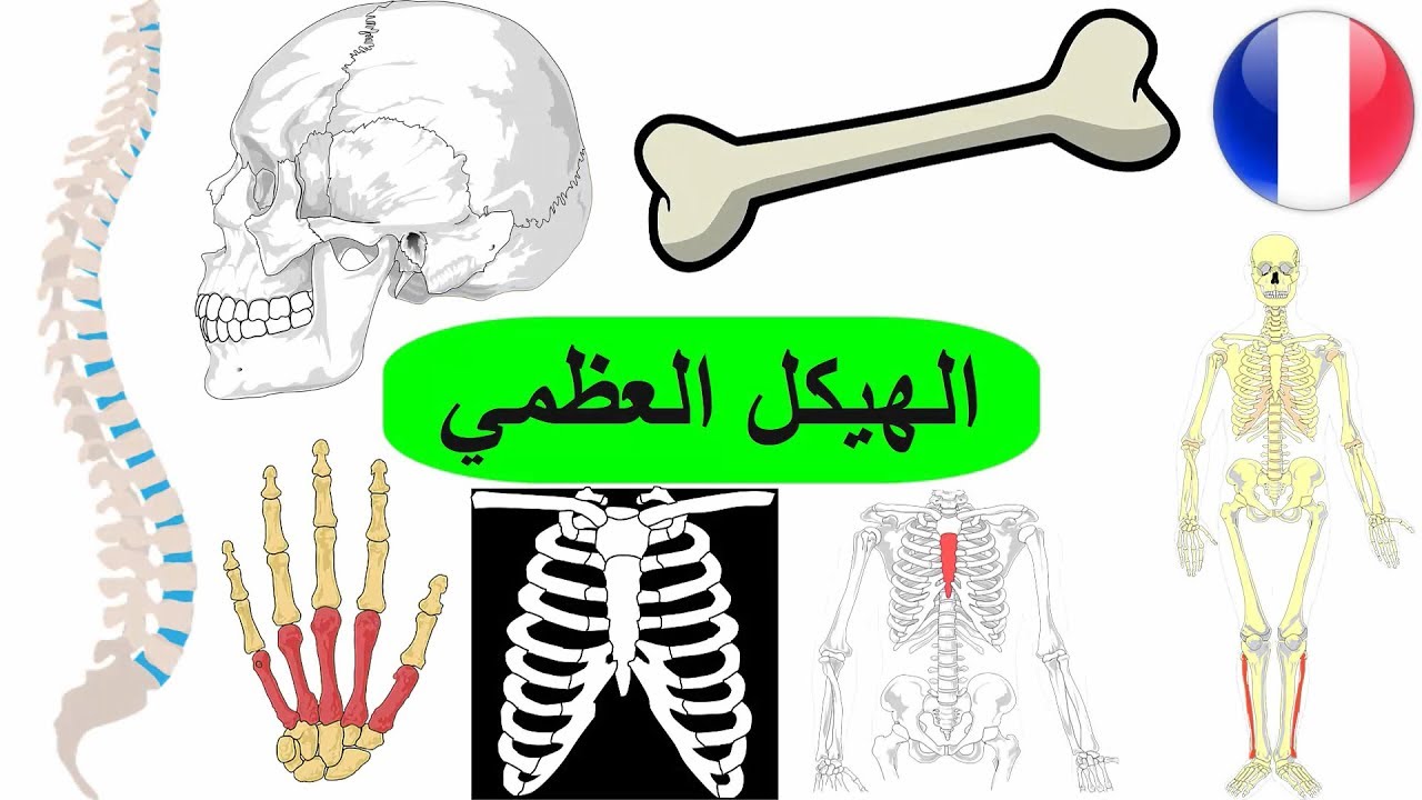 الهيكل العظمي بالفرنسي | اجزاء جسم الانسان بالفرنسية | تعلم اللغة الفرنسية للاطفال