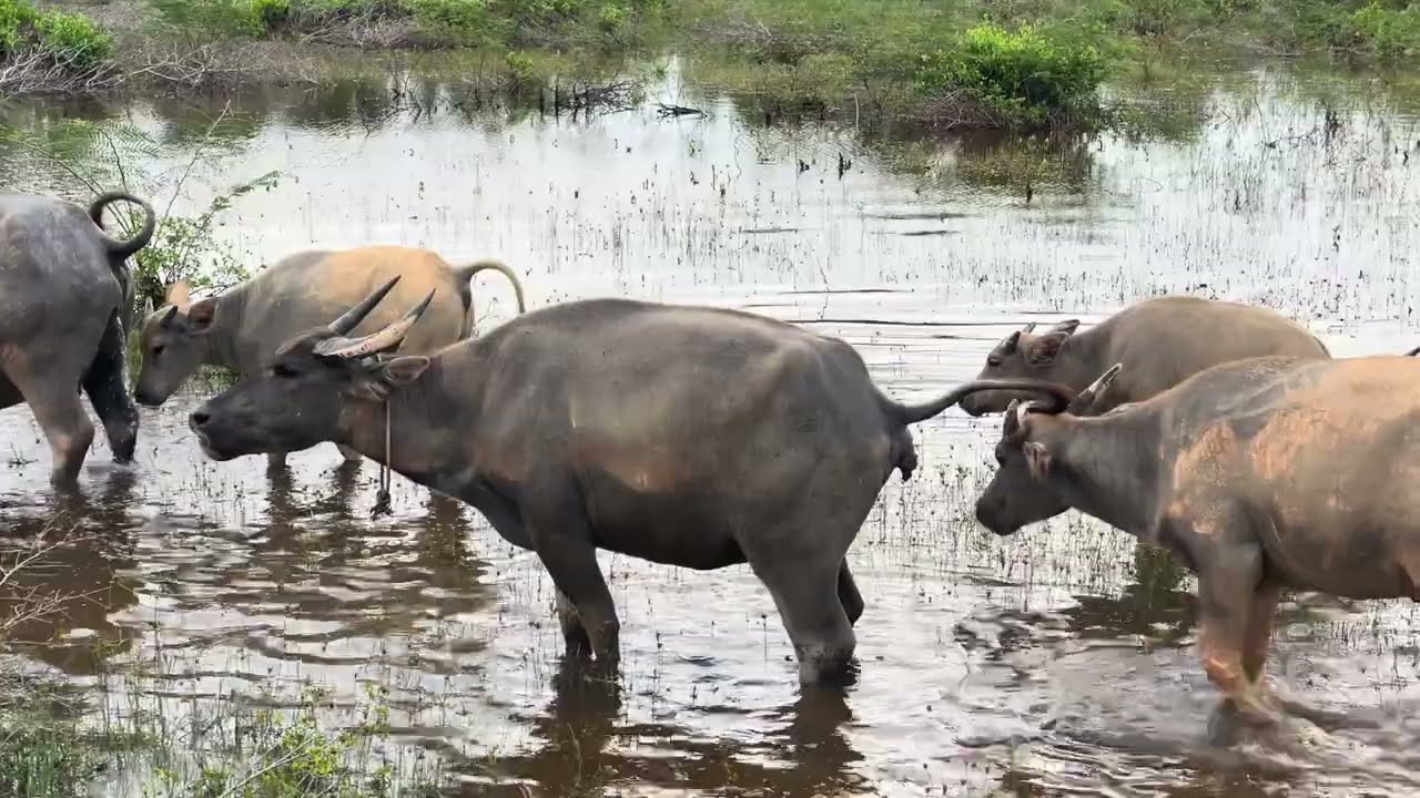 家畜の自然な姿｜母を探して鳴く子水牛と農場のリアルな動物たち