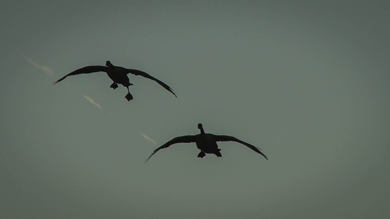 The X: New York Early Season Goose Hunting