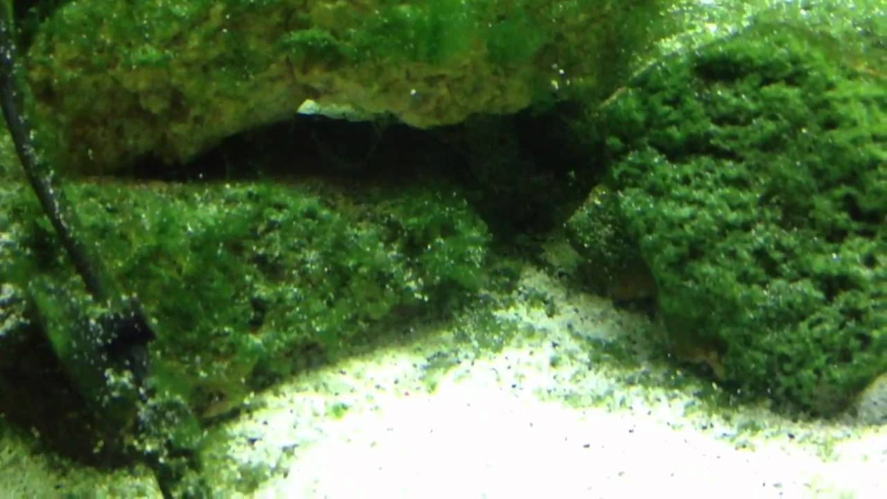 Julidochromis regani 