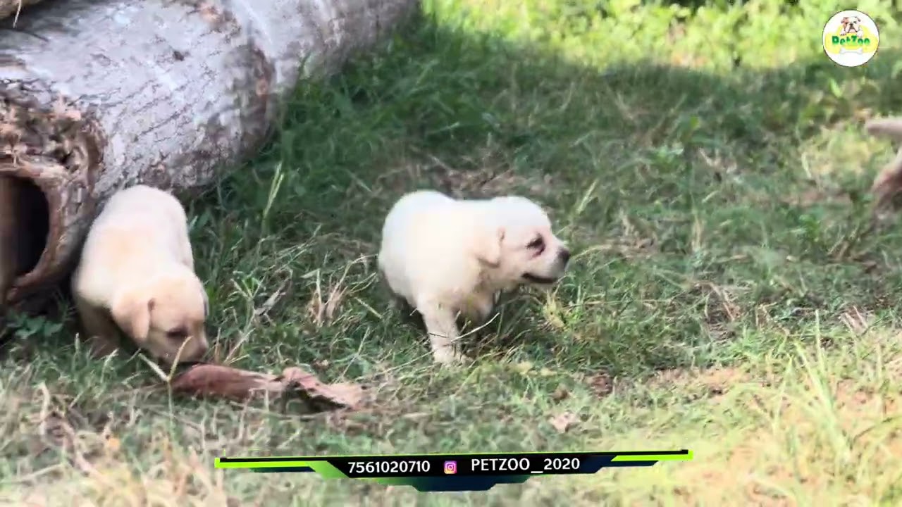 Quality Labrador Puppies Available | 7561020710 | #trending #labrodor 