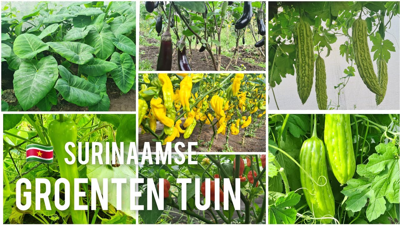 Surinaamse groenten planten  in Nederland gekweekt 2023|Surinamese vegetables garden|