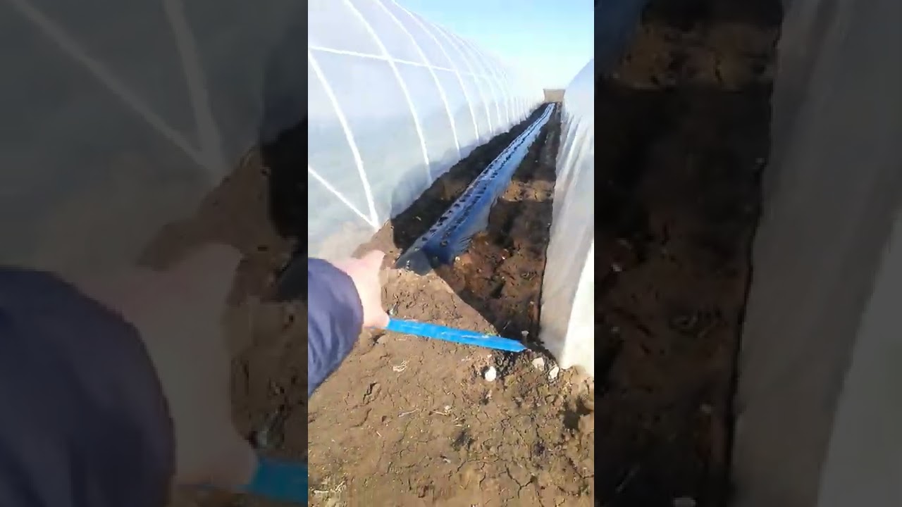 Клубника раняя в теплицах. Квики. Клери. Кабрила.