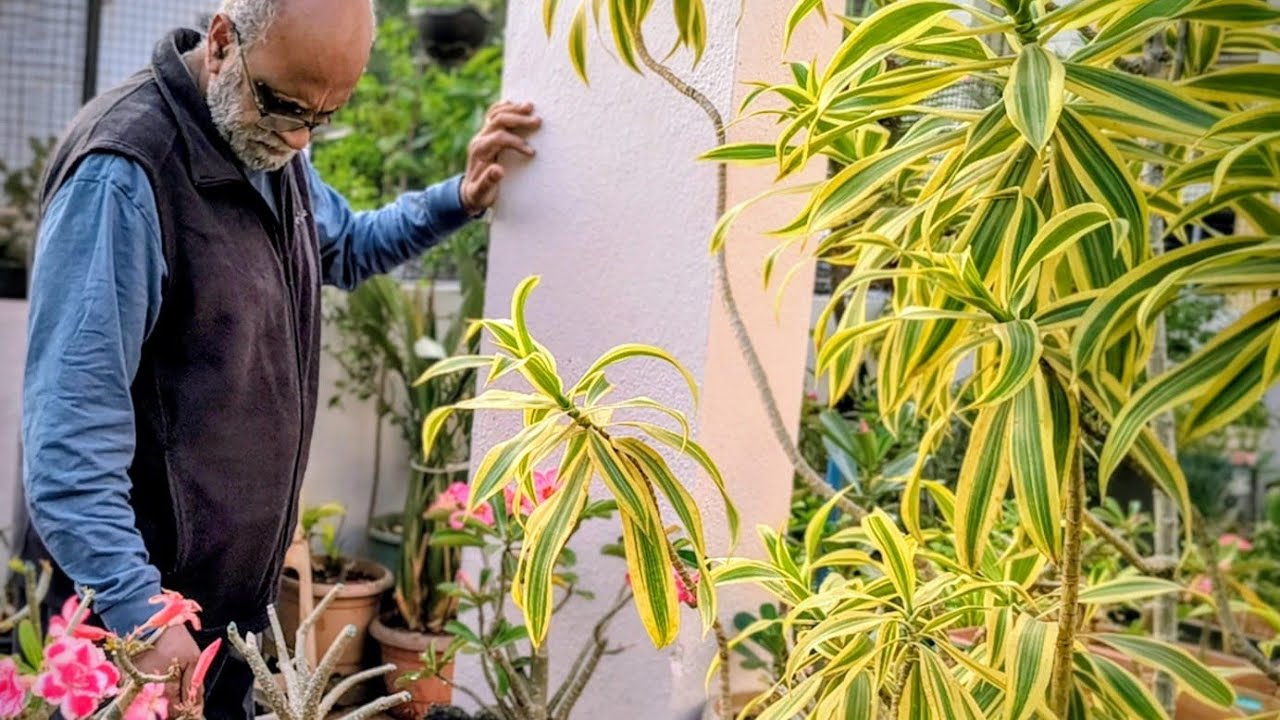 How to grow and Care Dracena reflexa#song of india #beautiful air purifing &sunloving plant 