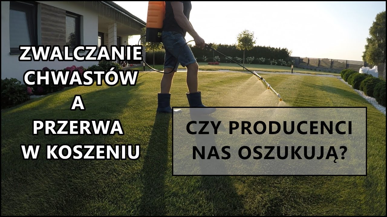 ZWALCZANIE CHWASTÓW NA TRAWNIKU (trawnik, chwasty na trawniku, koszenie trawnika)