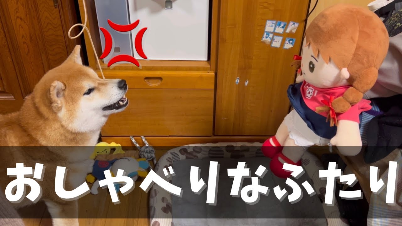 喋る柴犬に介護用の喋る人形を与えてみたらブチギレて会話を始めた
