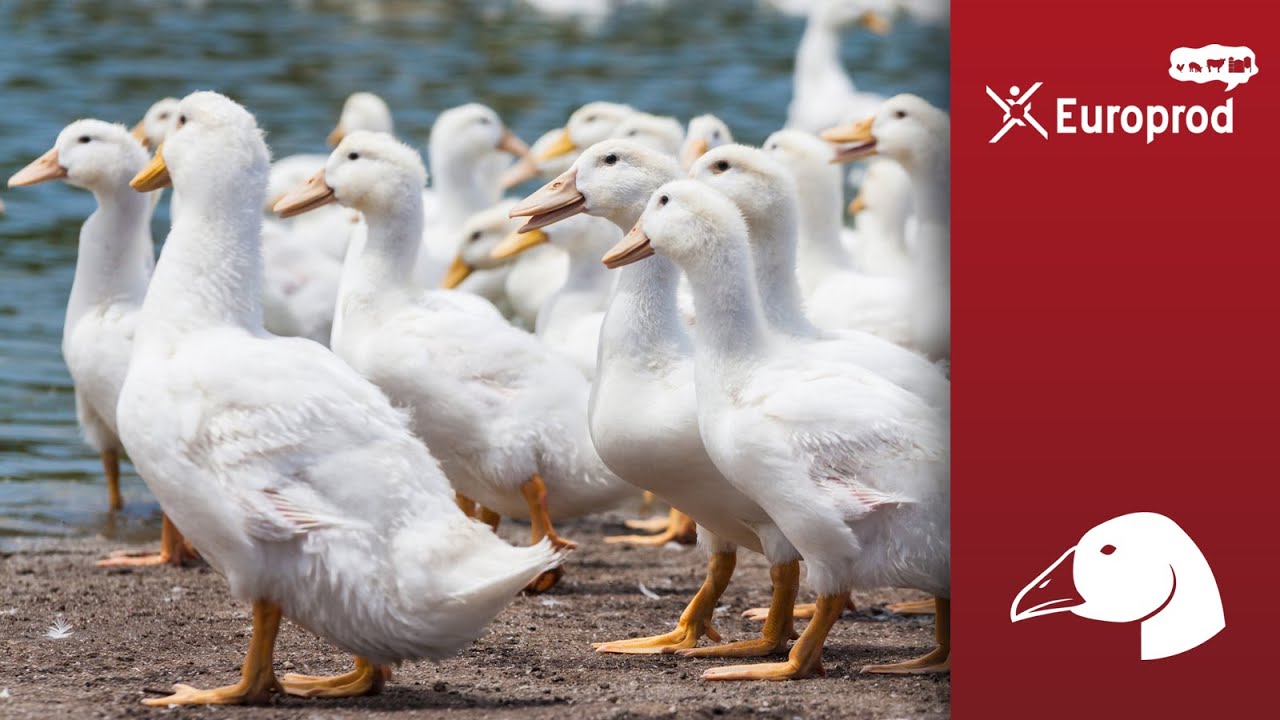 Cresterea ratelor, adapare , furajare si adapost