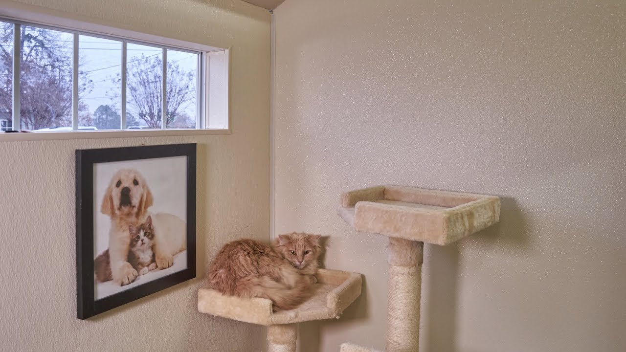SPCA Of Texas & Ulrich Sheds
