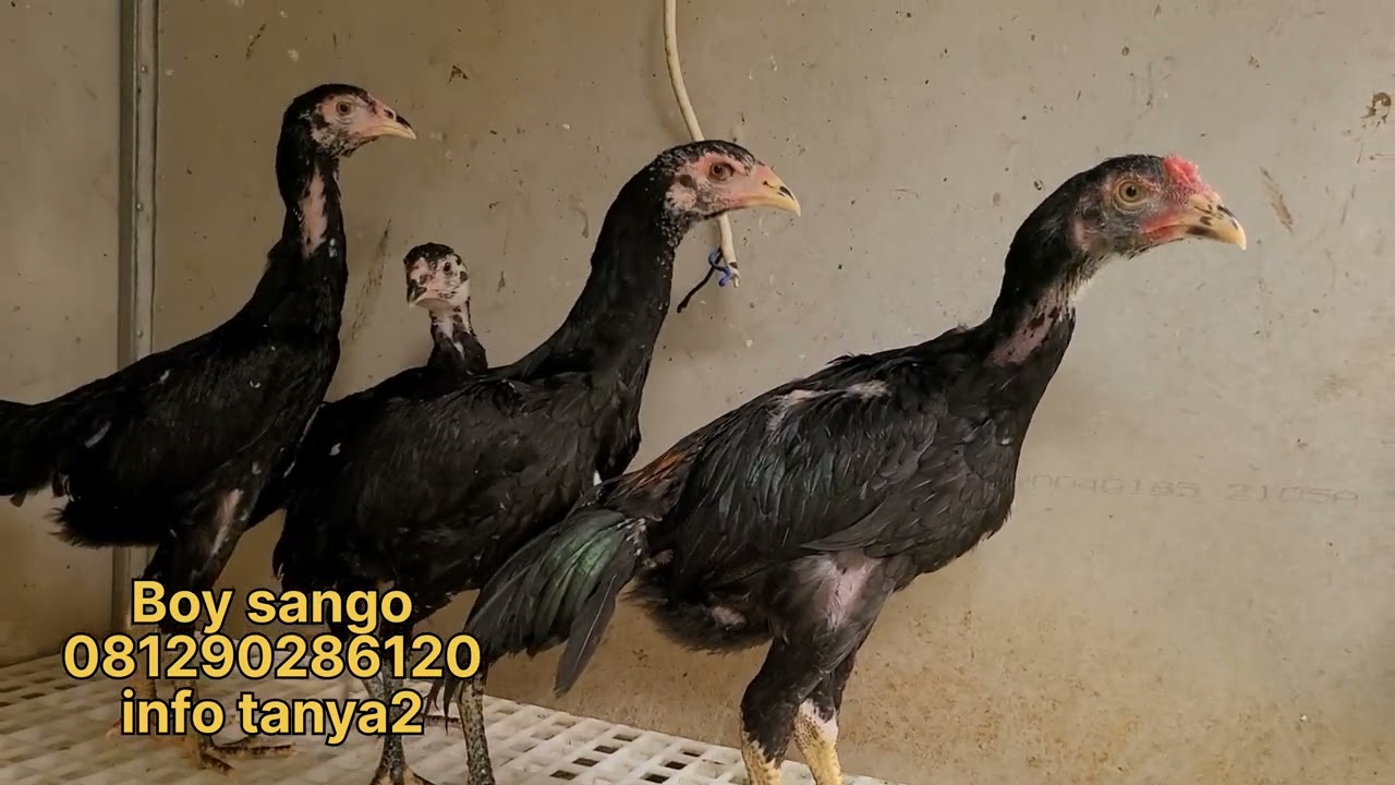 BOY REVIEW ANAK AYAM 1-3 BULAN