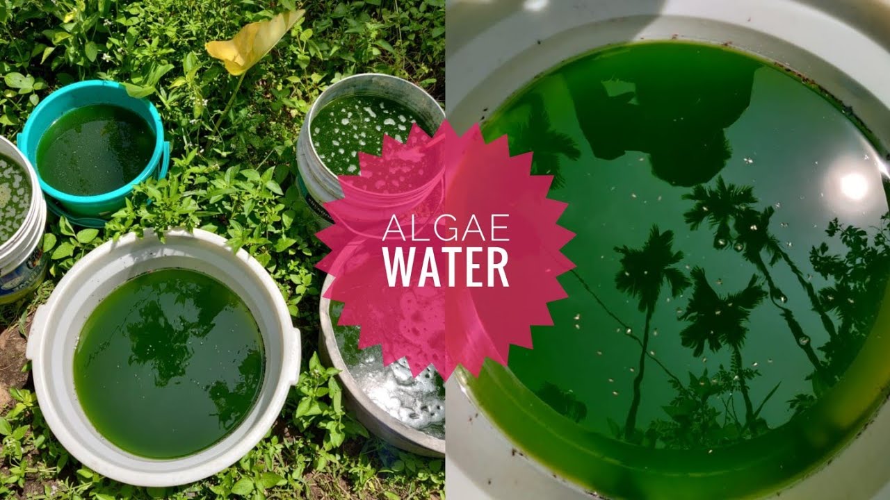 Chlorella culture (Algae water /Green water Culture)