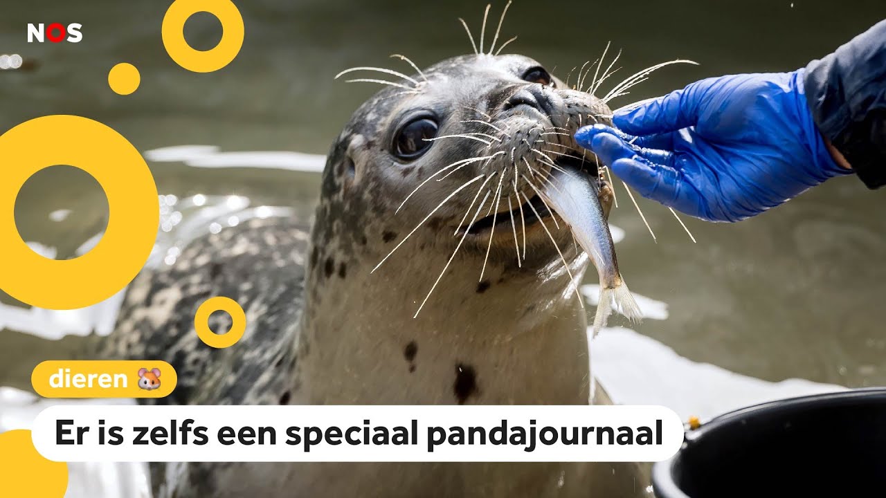 Dierentuinen zijn dicht, maar online is van alles te zien