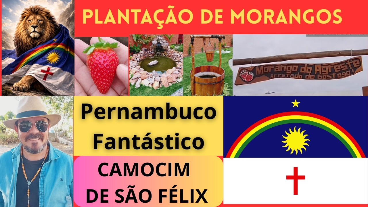 Visita a Morango do Agreste em Camocim de São Félix Pe plantação de morango 🍓 Pernambuco Fantástico 