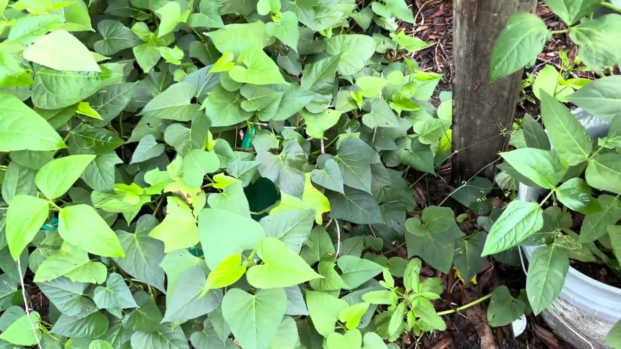 ￼ sweet potato tree#Potato#in 