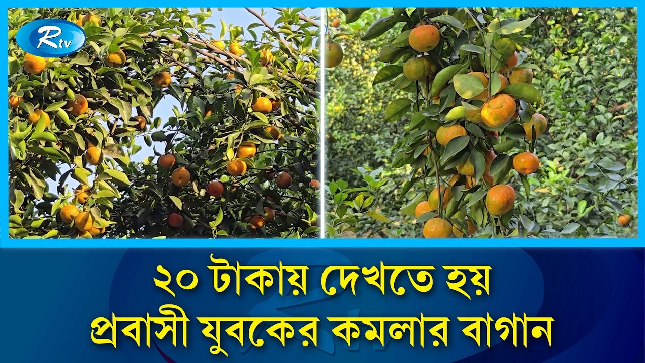 প্রবাসী যুবকের স্বপ্নের বাগান, দেখতে হয় টিকিট কেটে |Brahmanbaria | Orange Garden | Agriculture | Rtv