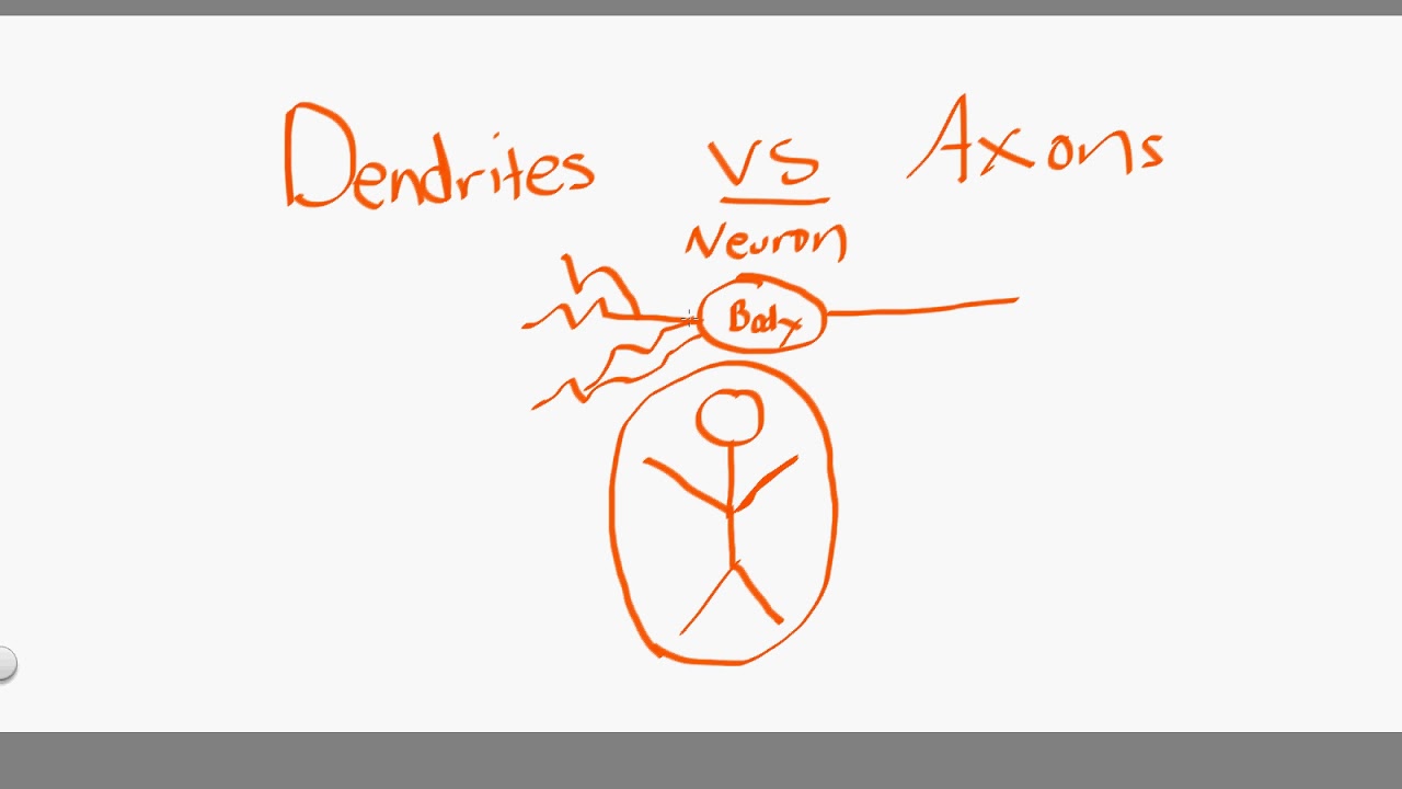 dendrites vs axons