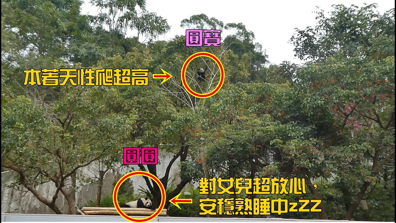 20210208 圓寶突破防爬圍欄登上高峰，保育員們使出渾身解數救援成功 The Giant Panda Yuan Yuan and Yuan Bao